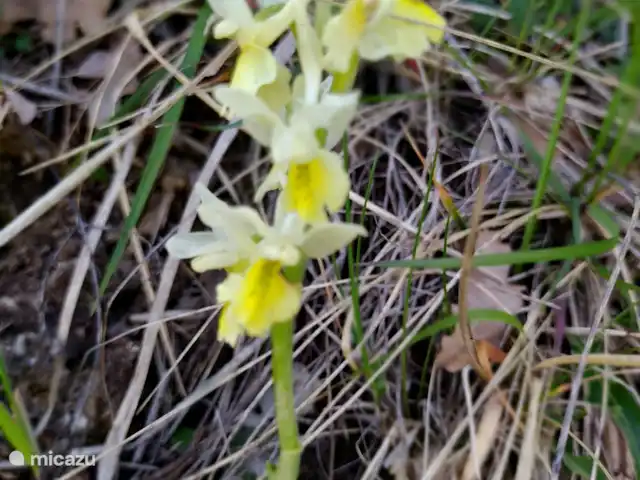 casa vacacional en Italia, Umbría, Asís  – Casa vacanza Ponte Marchetto Orchis Pauciflora (orquídea de color amarillo pálido)