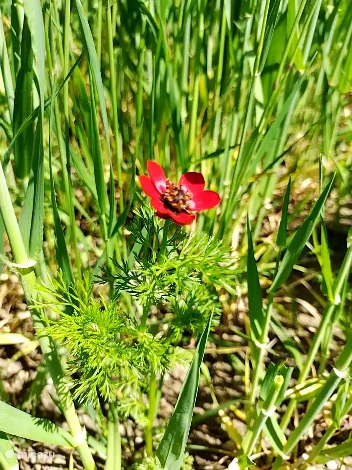 Adonis Annua (l`adone)