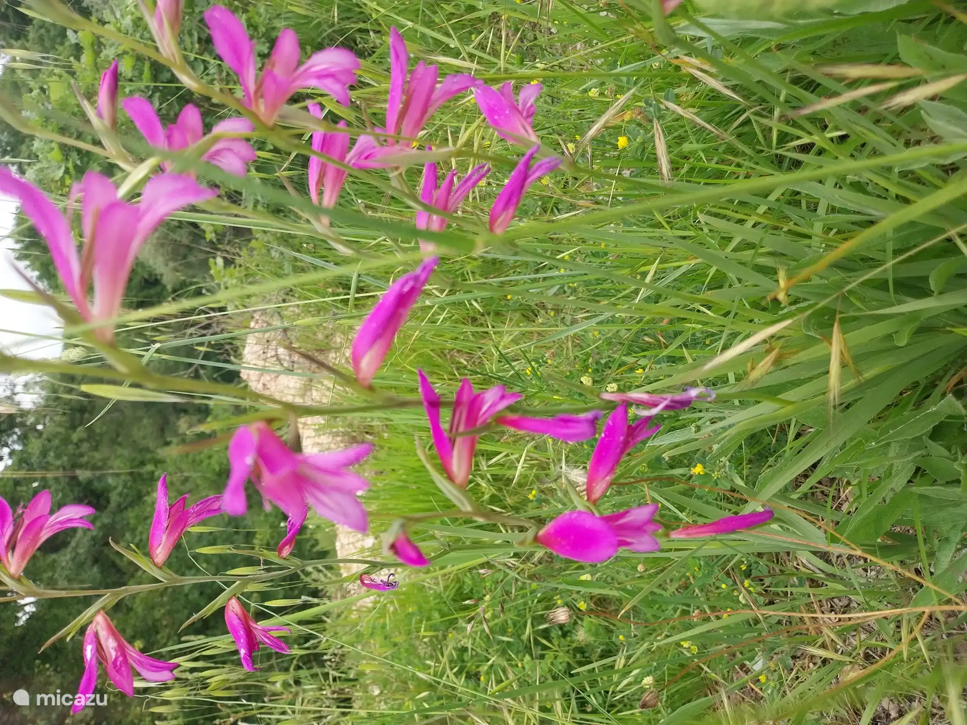 Lots of wild flora also on site.