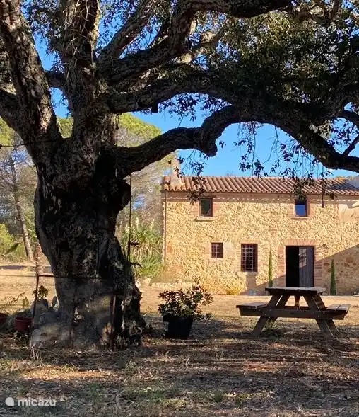 Asseyez-vous à l'ombre sous le chêne-liège centenaire.