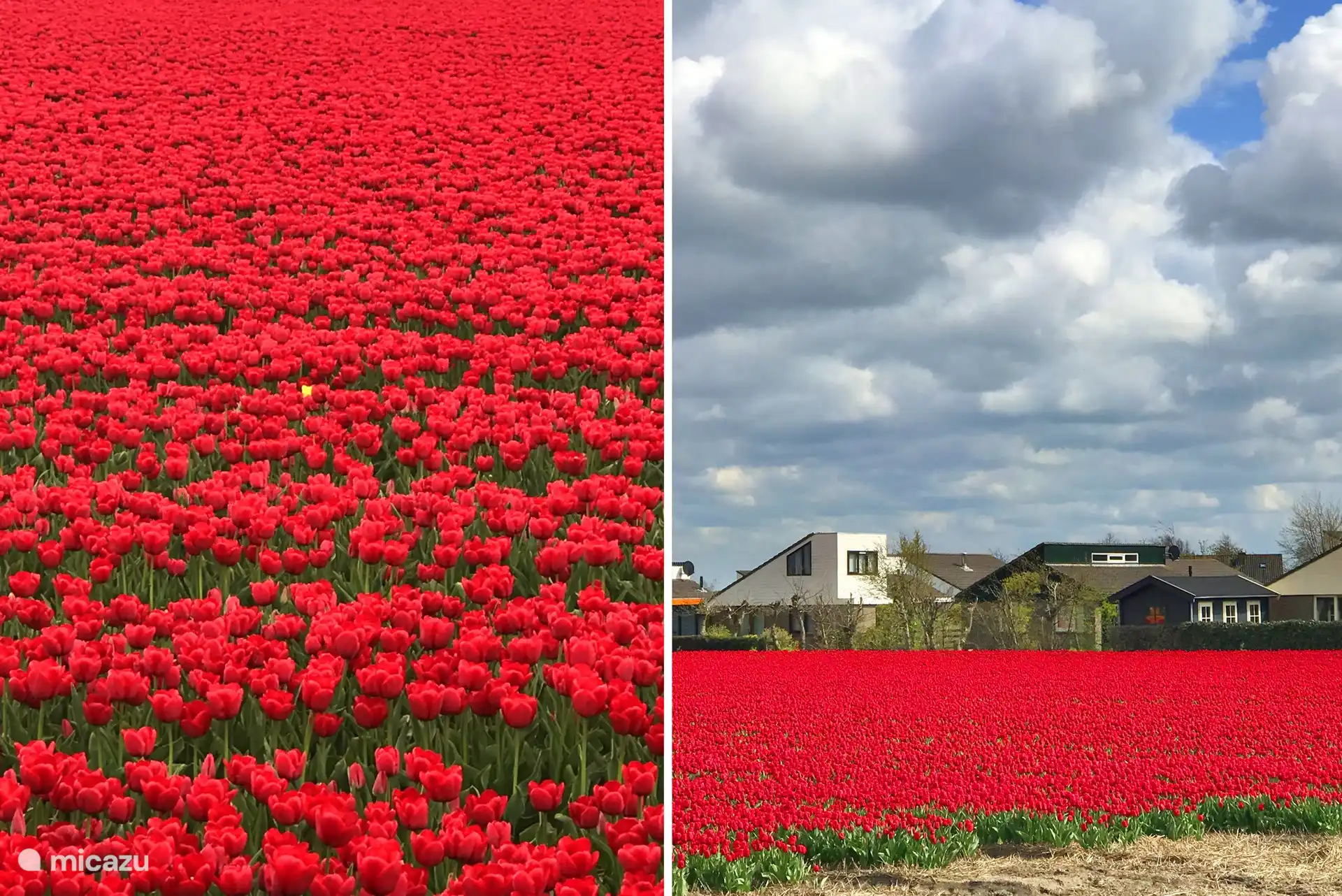 champs de bulbes de fleurs près de la maison