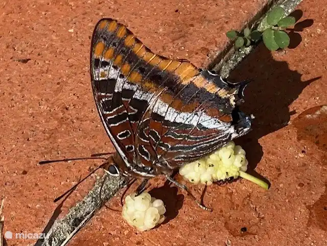 Schmetterling knabbert an der Maulbeere.