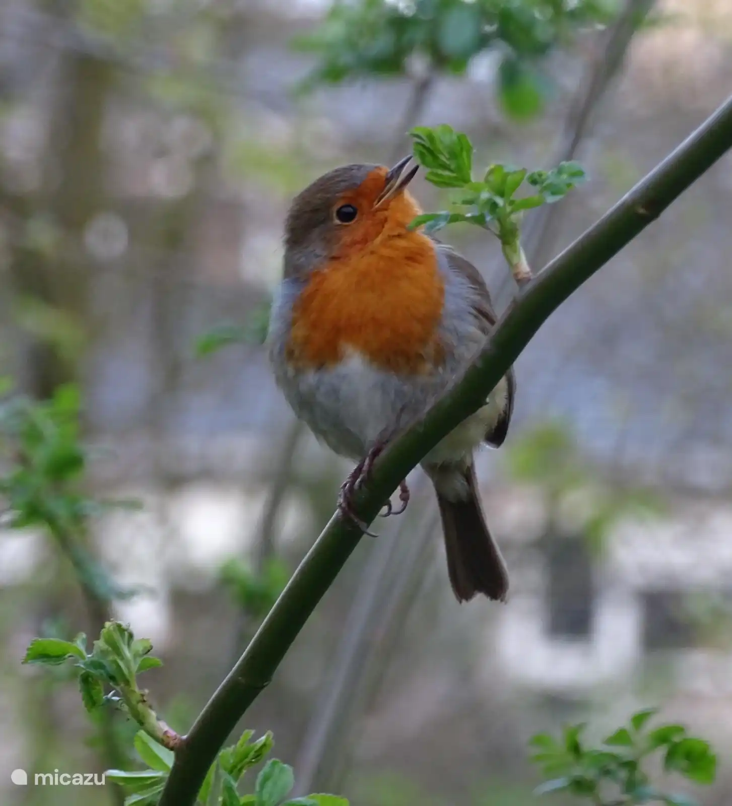 Vergessen Sie nicht, die Natur um uns herum zu genießen