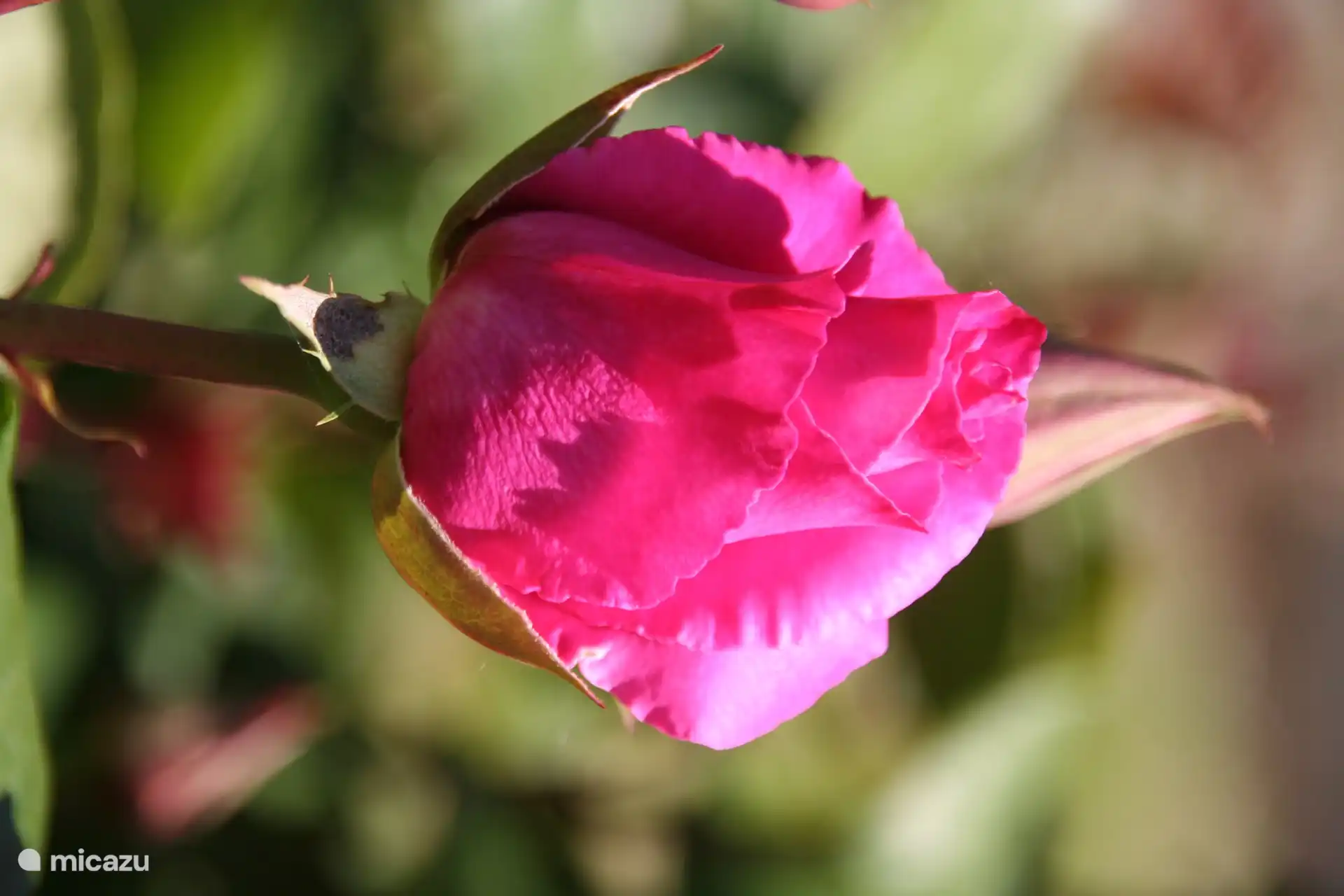 Einer unserer Rosensträucher im Garten
