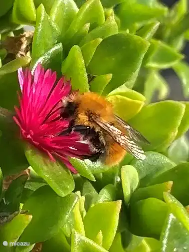 Hay varios tipos de abejas en nuestro jardín.