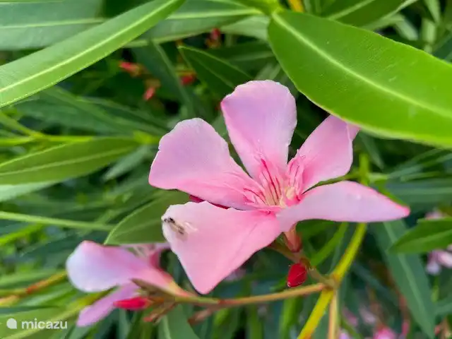 'hierba' italiana: la orleander