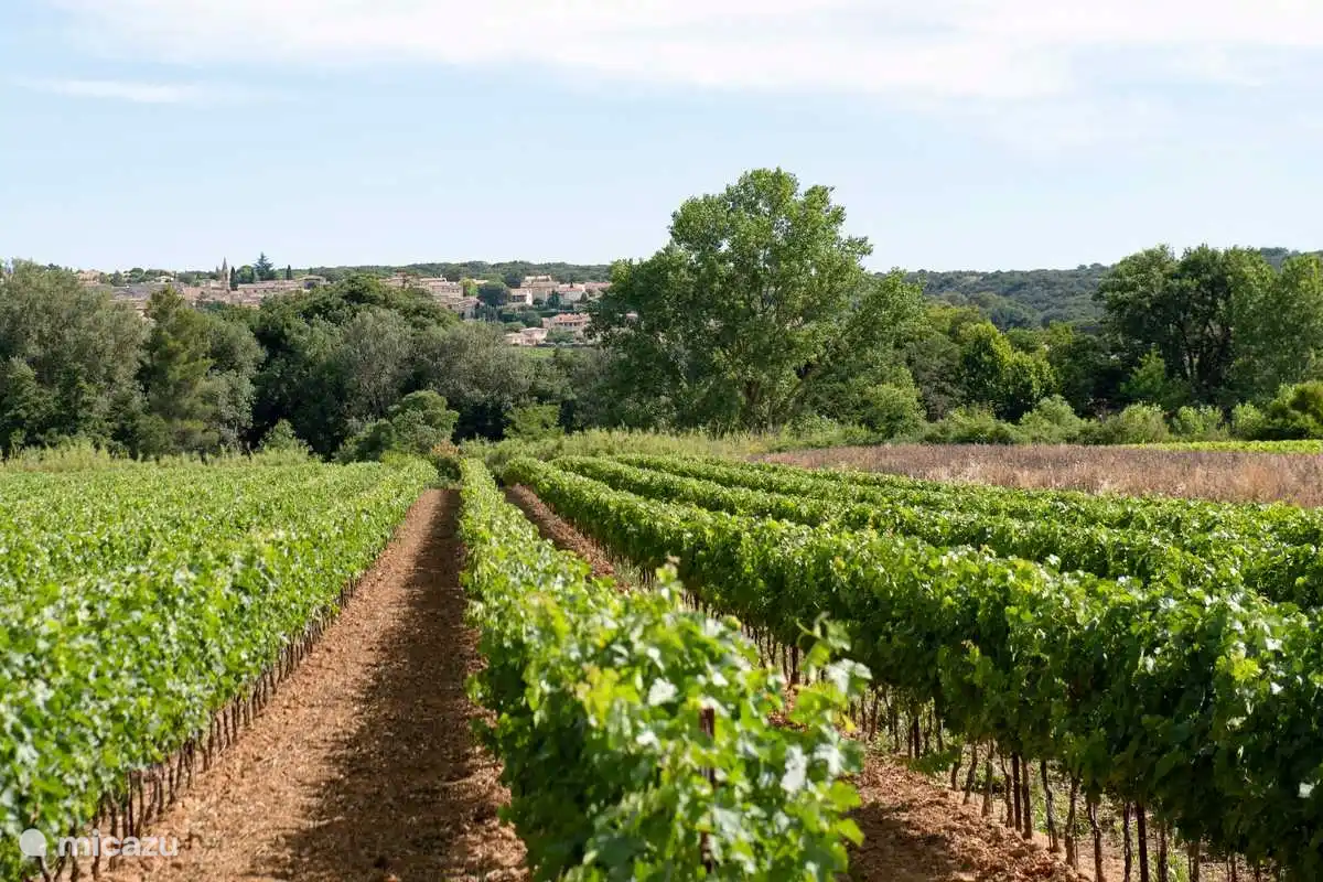 einer der zahlreichen Weinberge in der Nähe