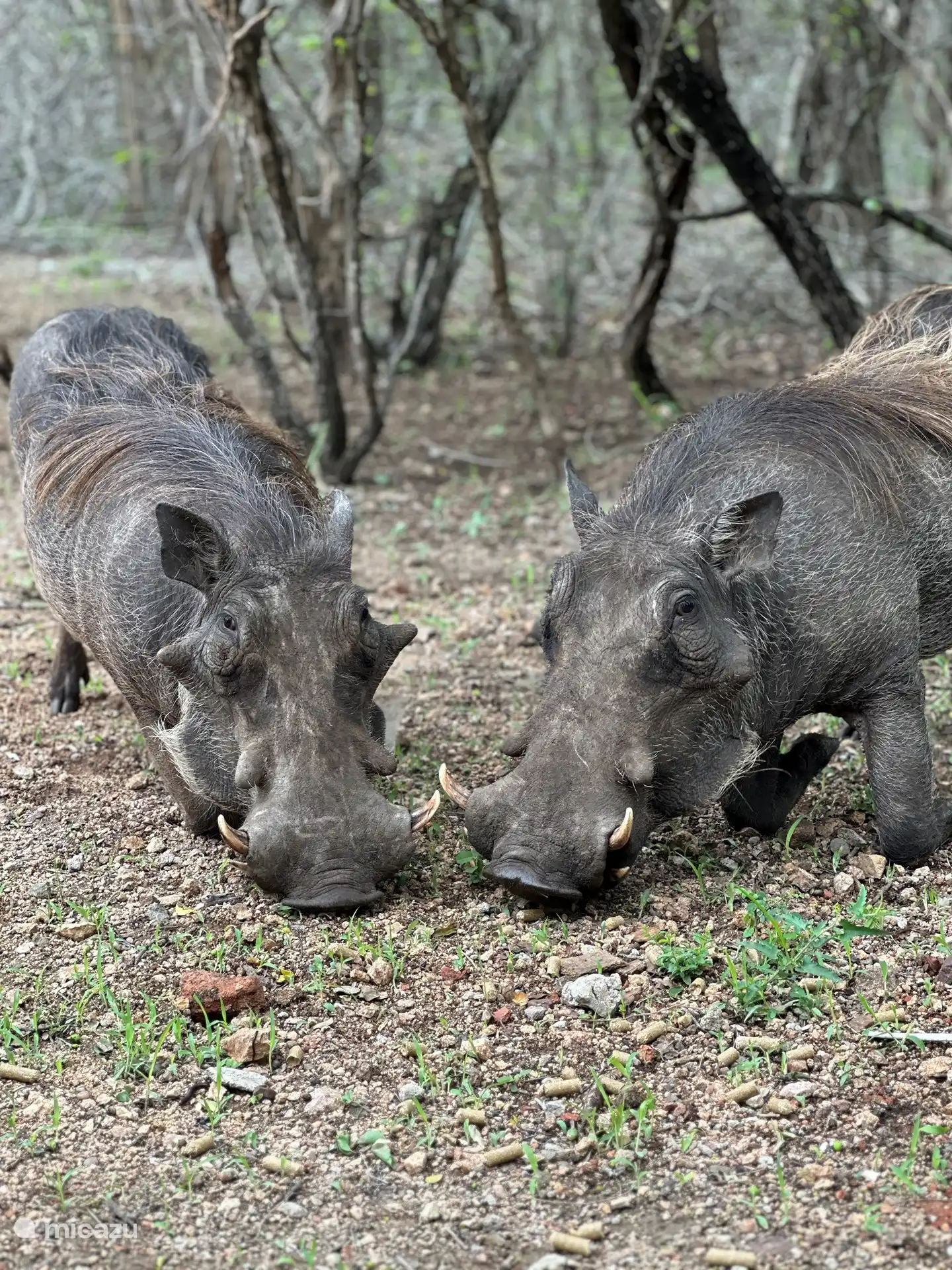 Warzenschweine in unserem Garten
