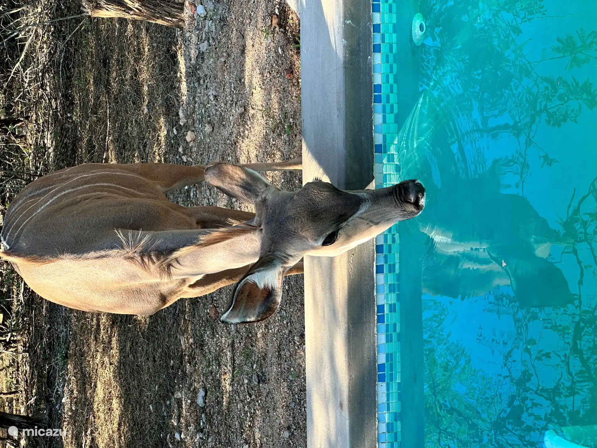 Frau Kudu gefällt auch das Schwimmbad sehr gut