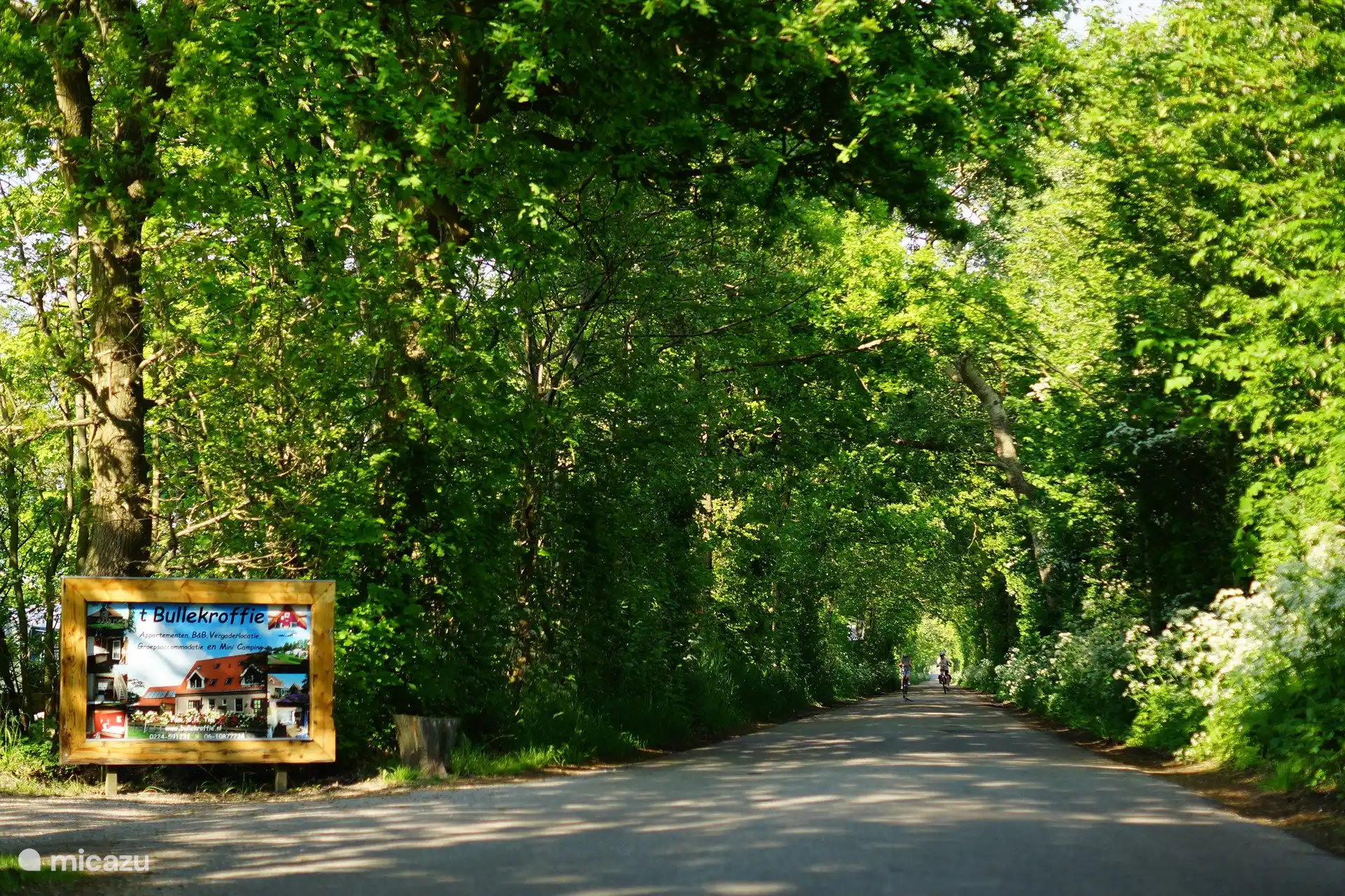 Der Korte Ruigweg ist eine einzigartige, von Bäumen gesäumte Allee im Kop van Noord-Holland