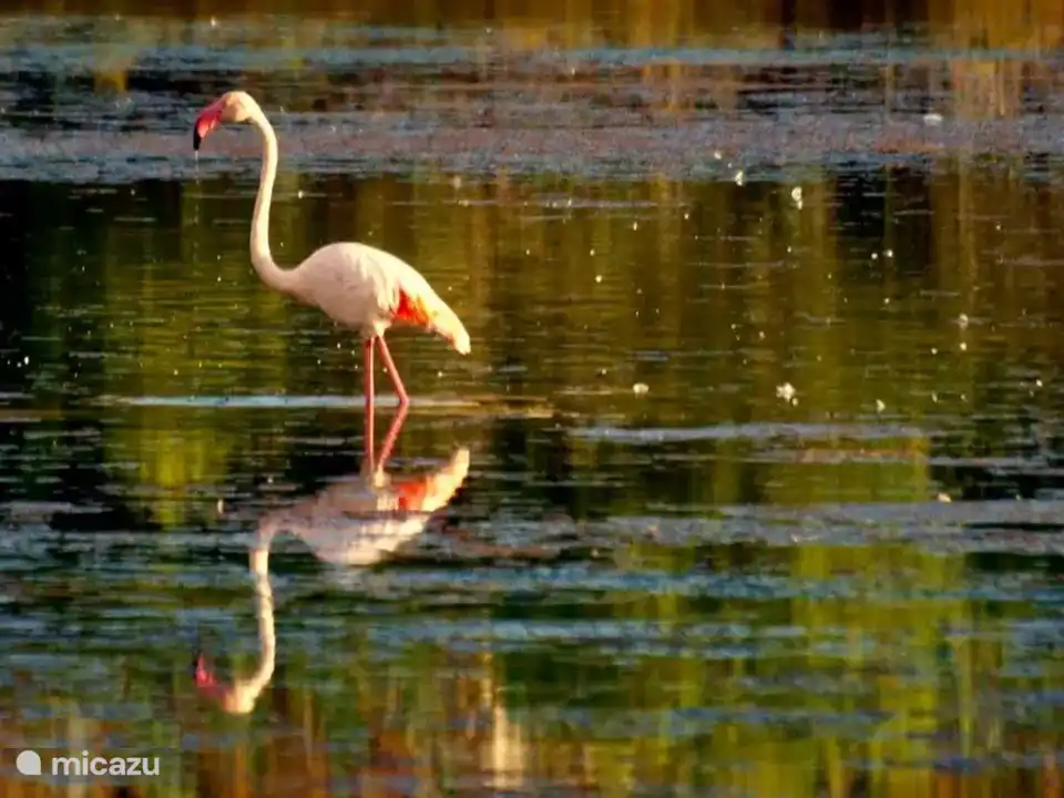El camino a la playa (15 minutos a pie) te lleva directamente a través de las Salinas, donde se reproducen los flamencos...