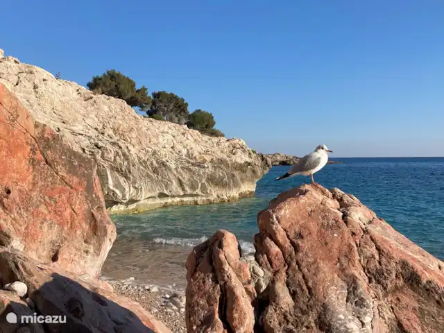 Maison de campagne sur la mer Ligure | Italie, Ligurie, Ventimiglia - maison de vacances Balzi Rossi