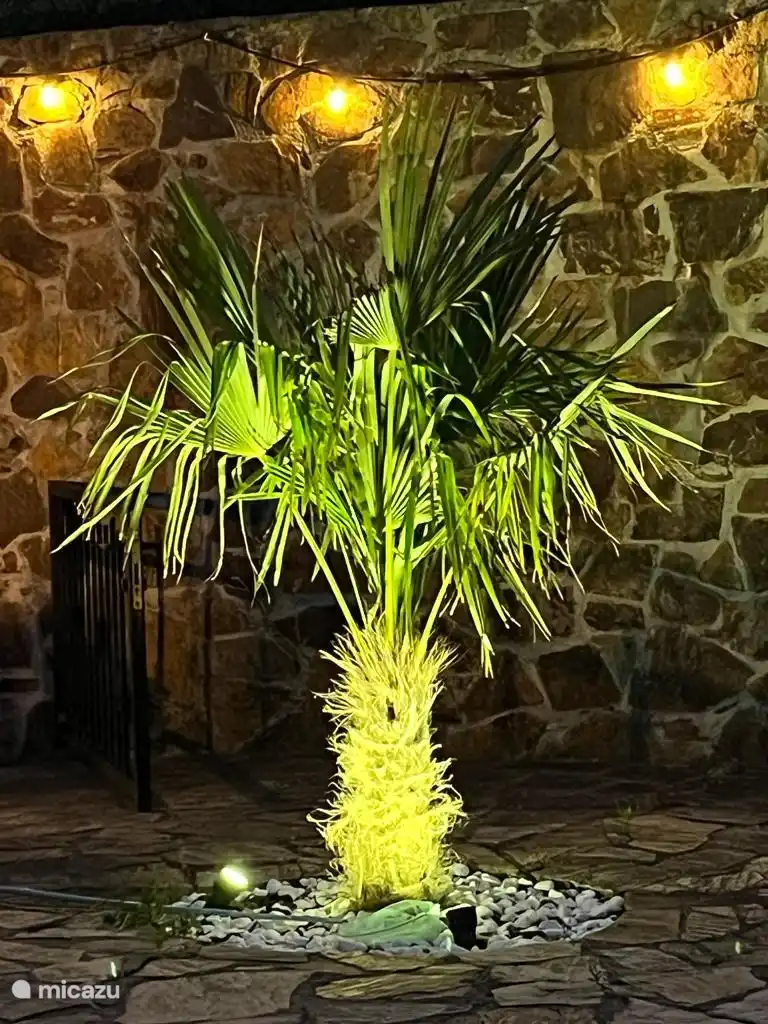 Palm tree by the pool