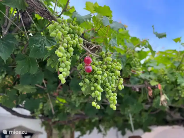 Casa Vista Al Mar | Espagne, Costa Brava, Calonge - maison de vacances Raisin au dessus du BBQ avec éclairage