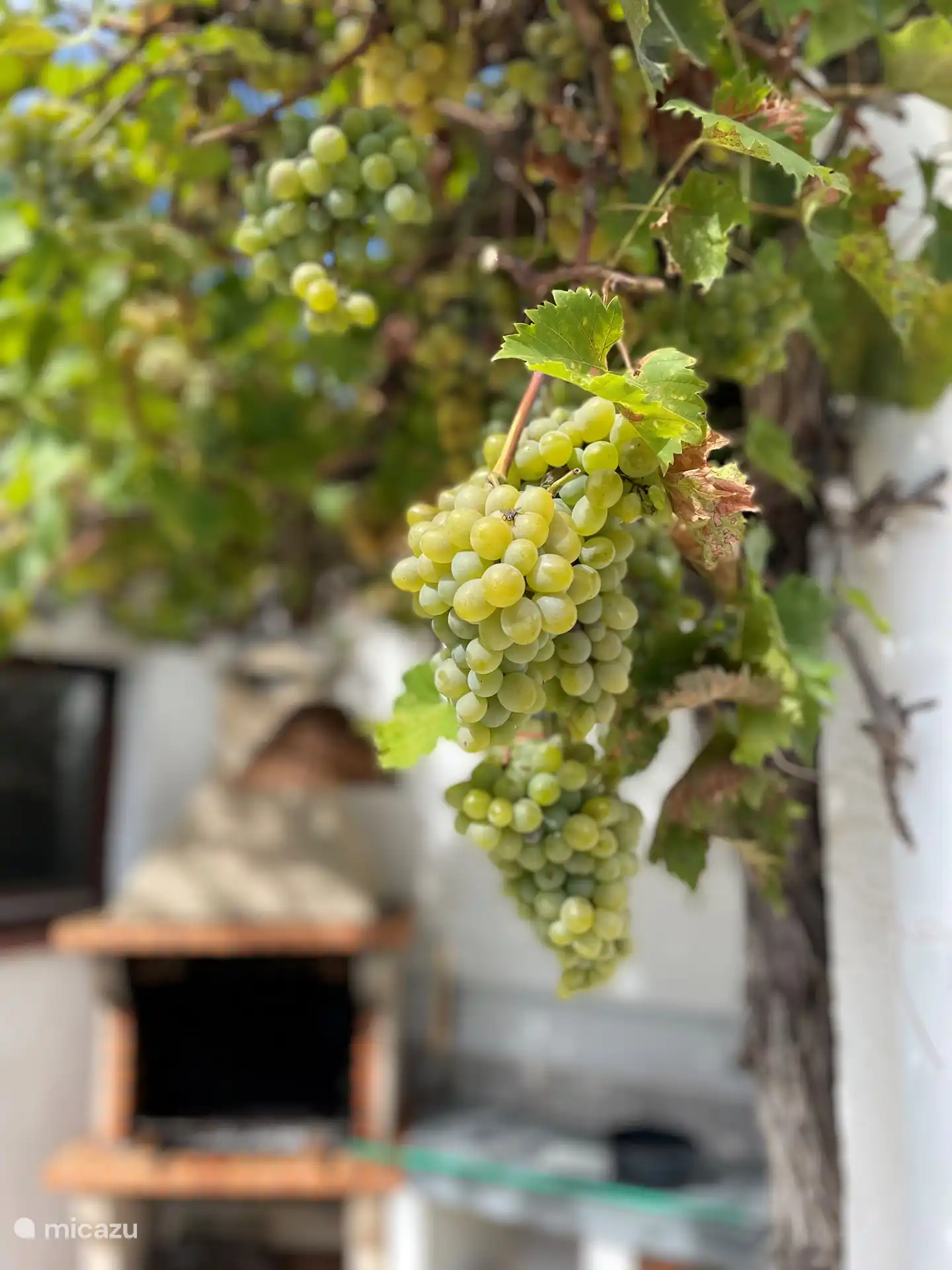 Outdoor BBQ under the grape