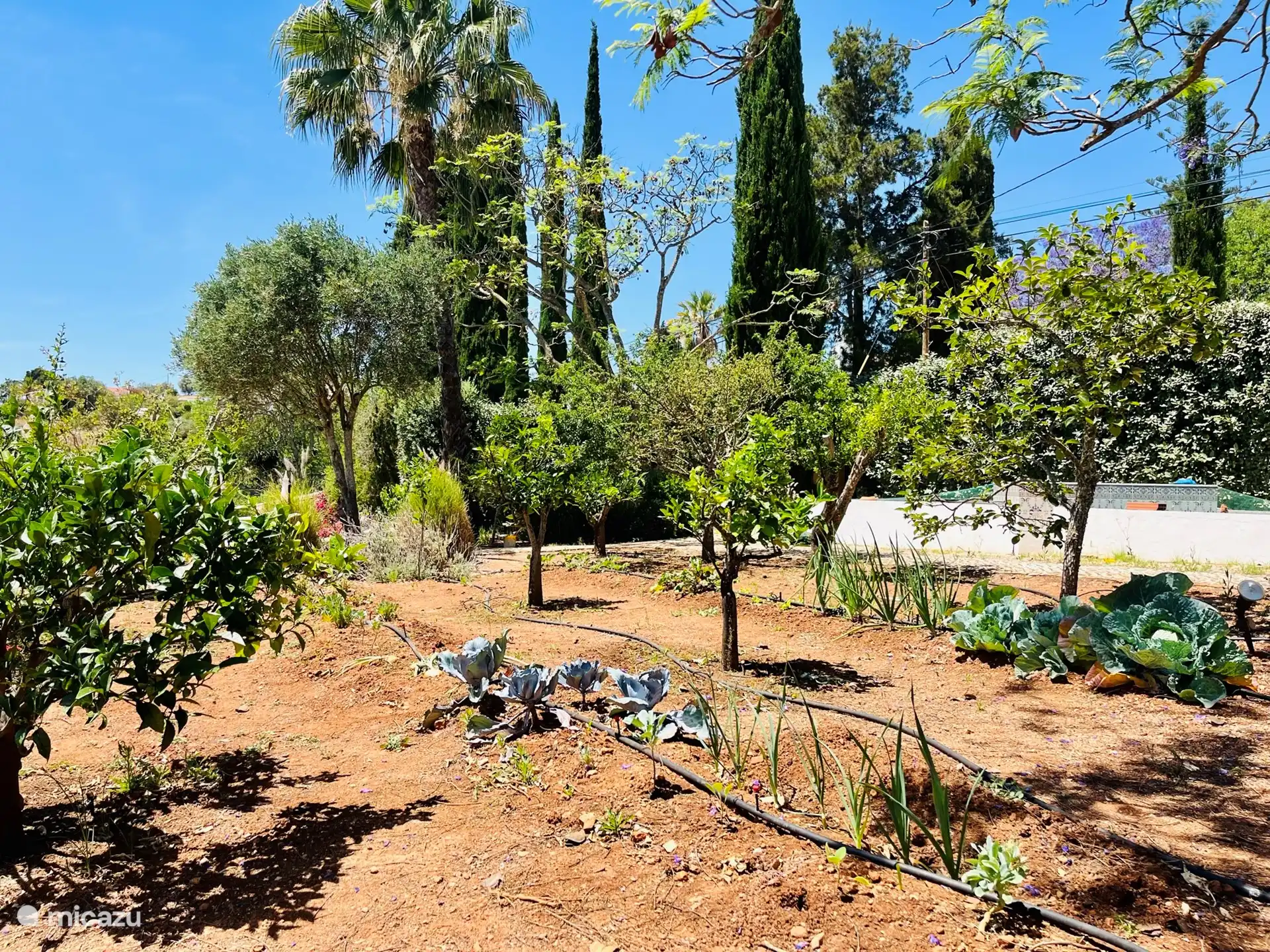 De groentetuin (automatische irrigatie)