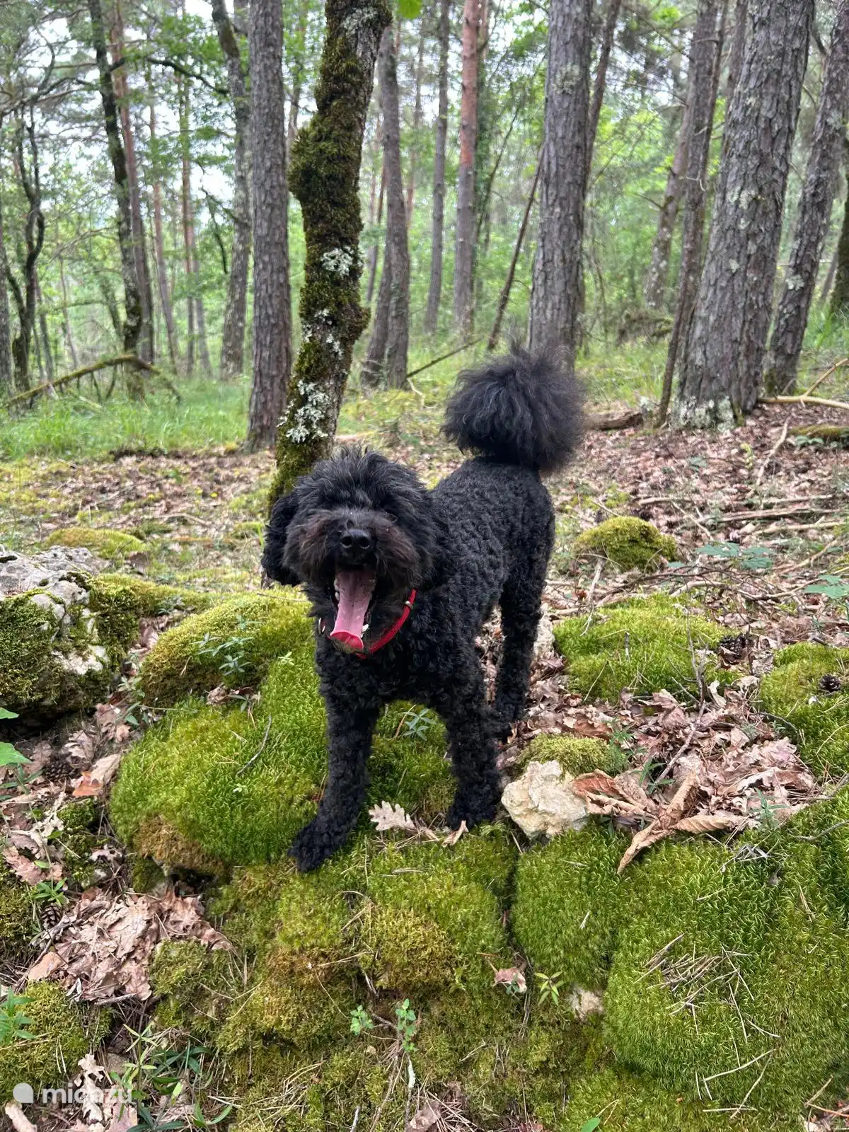 wandelen vanuit de gîte het bos in