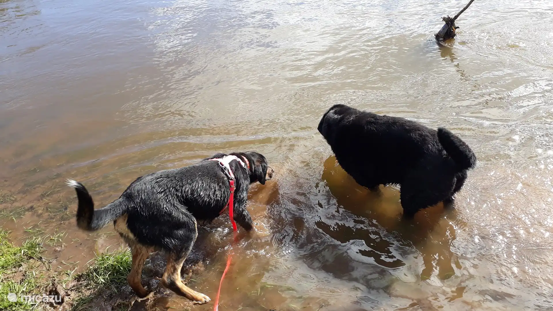 Playing in the river