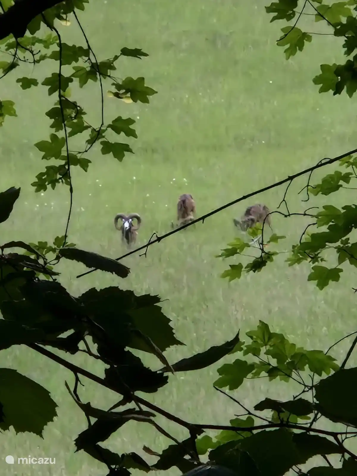 Spotted the Mouflons