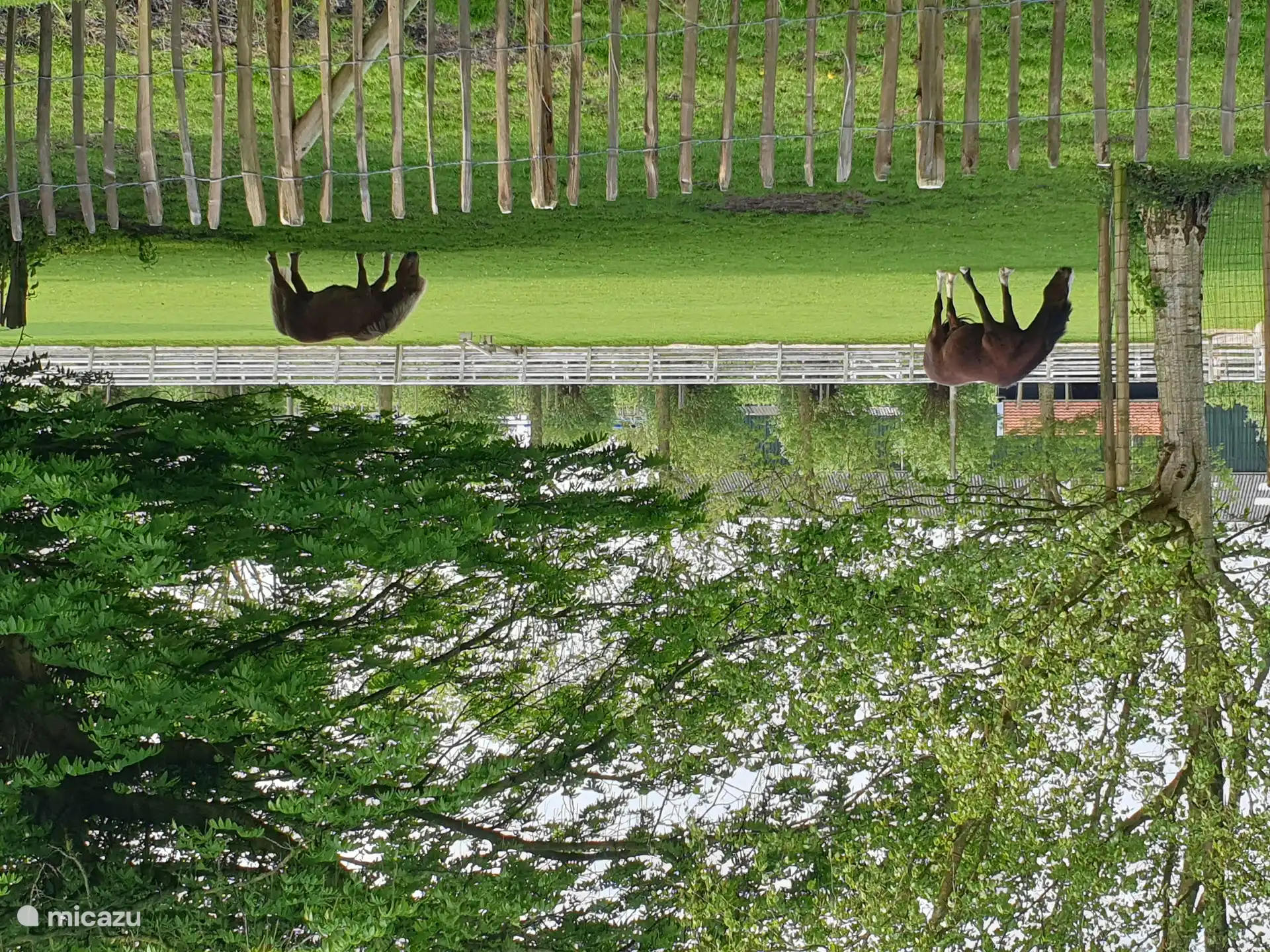 Vista del pasto de caballos y ovejas de los vecinos.