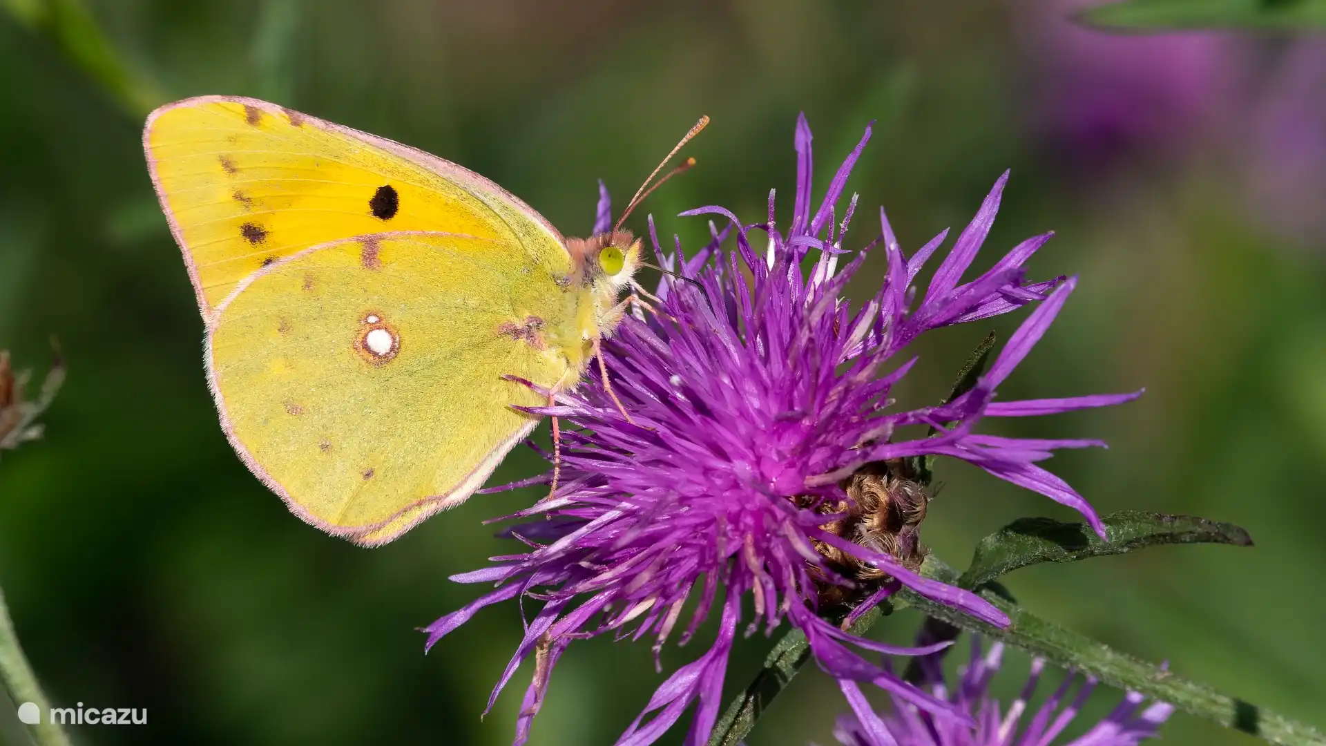 viel Leben im Garten