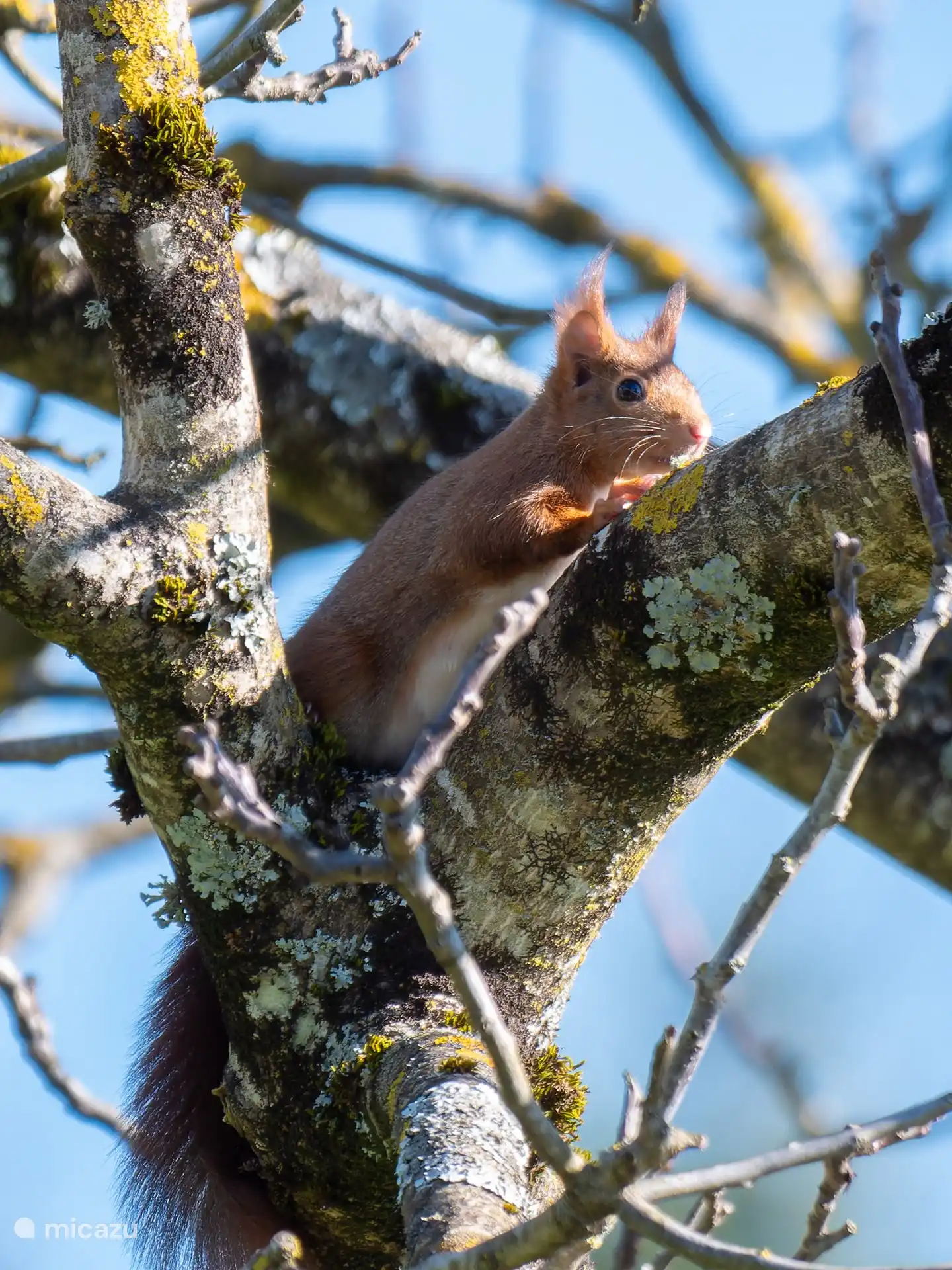 jede Menge wildes Leben