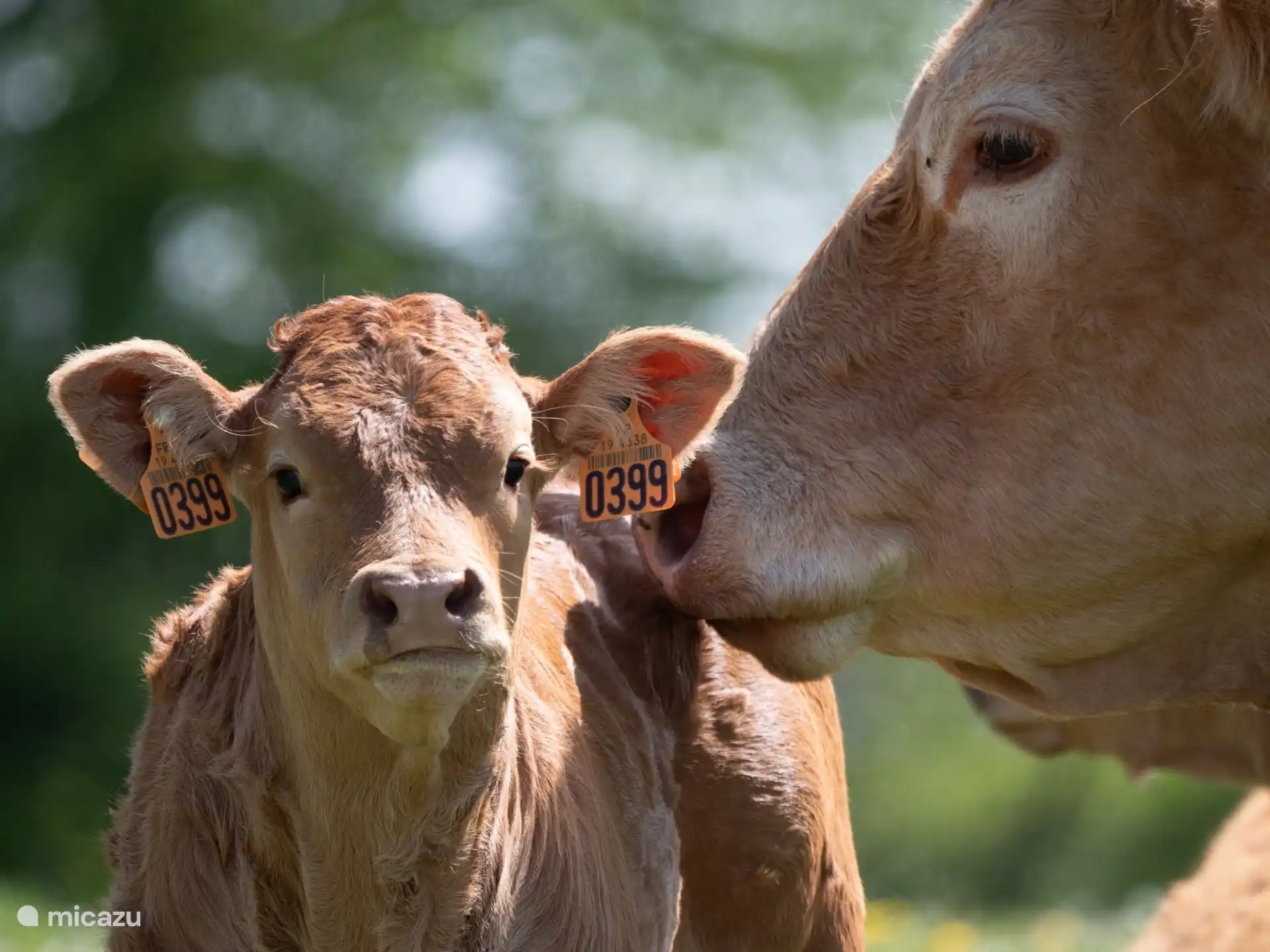 die berühmte Limousin-Kuh