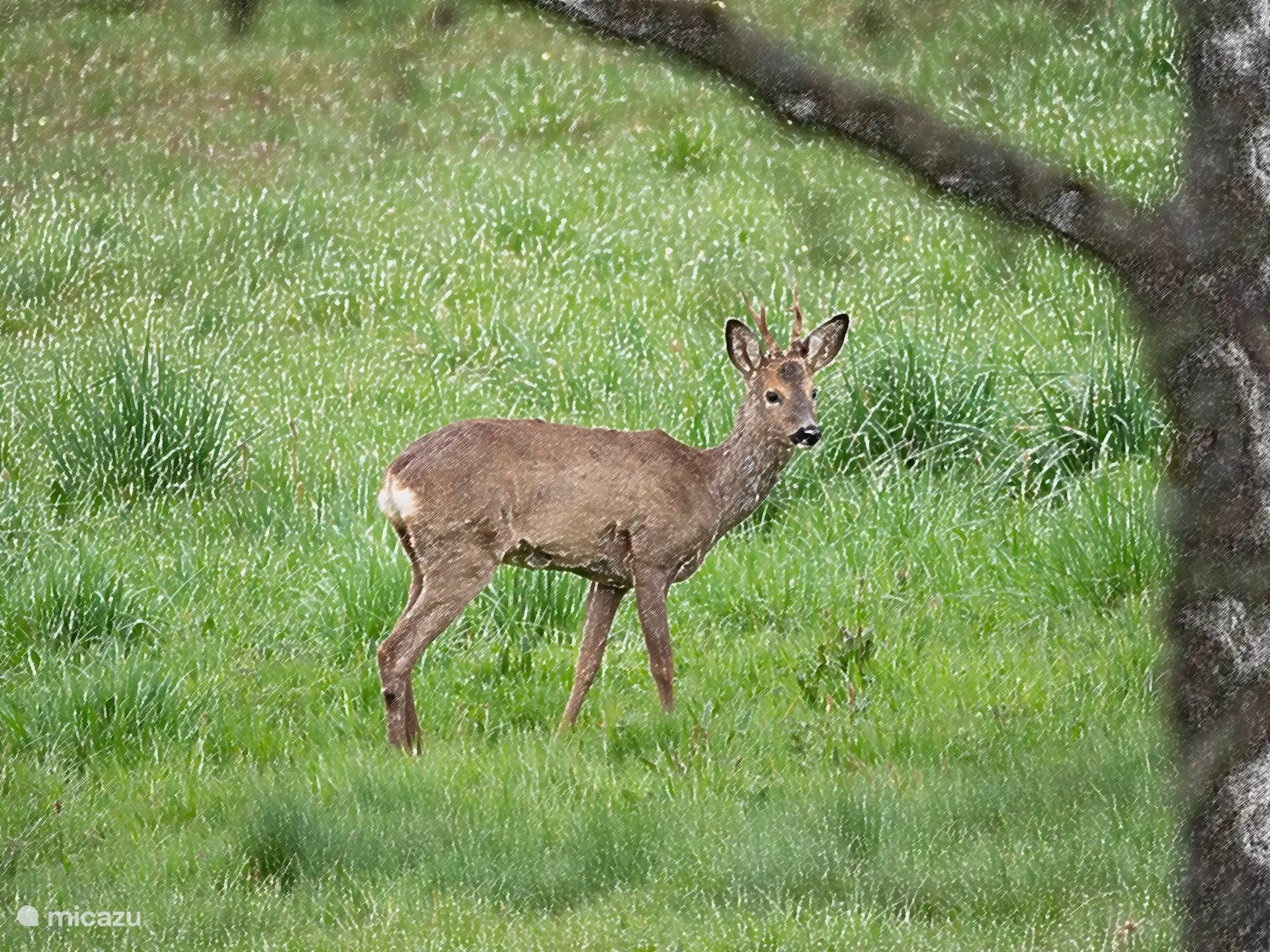 Hin und wieder taucht Ree auf