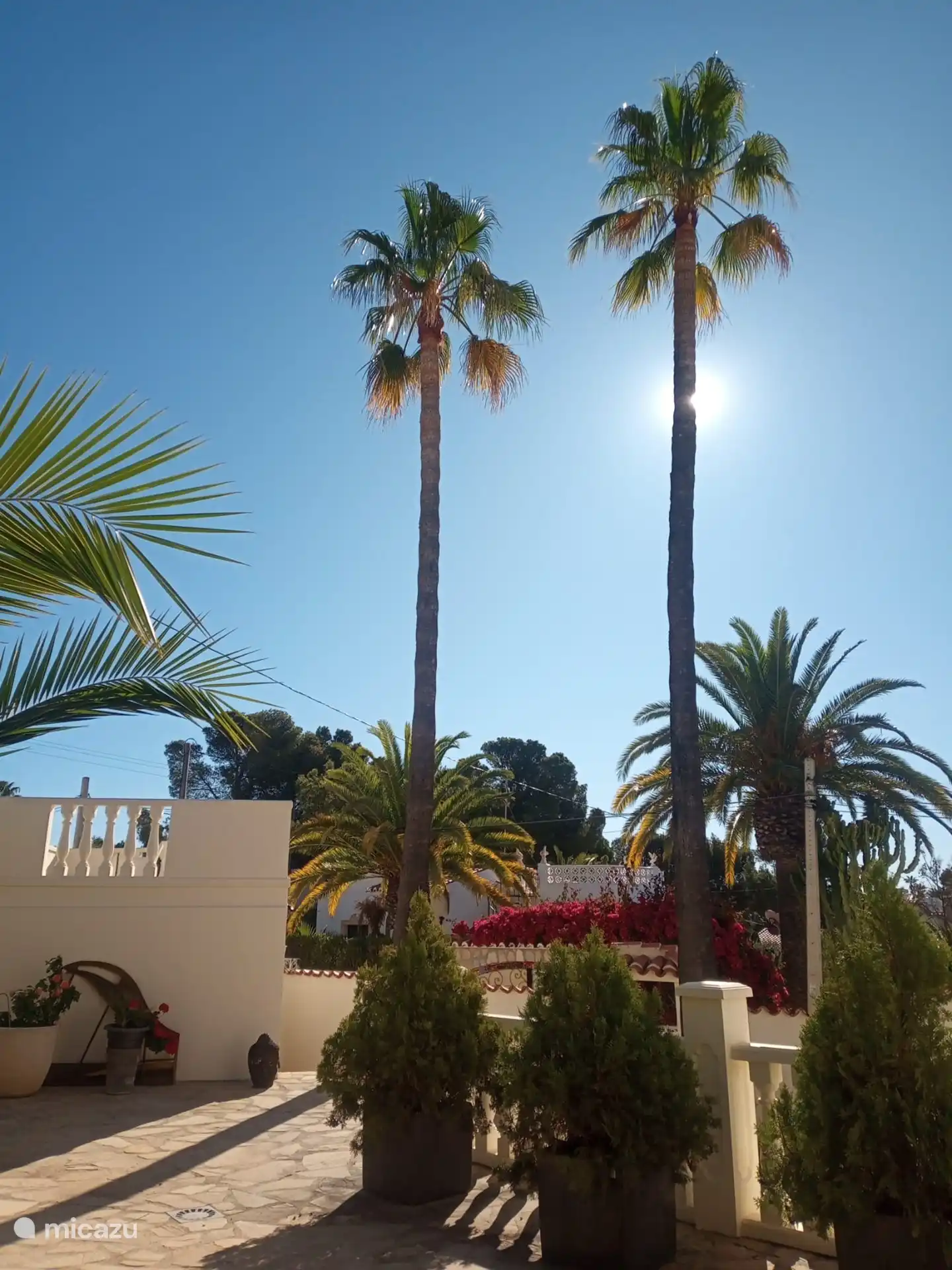 Notre fierté : deux beaux palmiers sur notre propre terrain. 