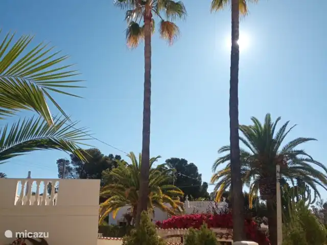 Casa Las tres Hijas huren in Spanje, Costa Blanca, Benissa - villa Onze trots: twee schitterende palmbomen op ons eigen perceel.