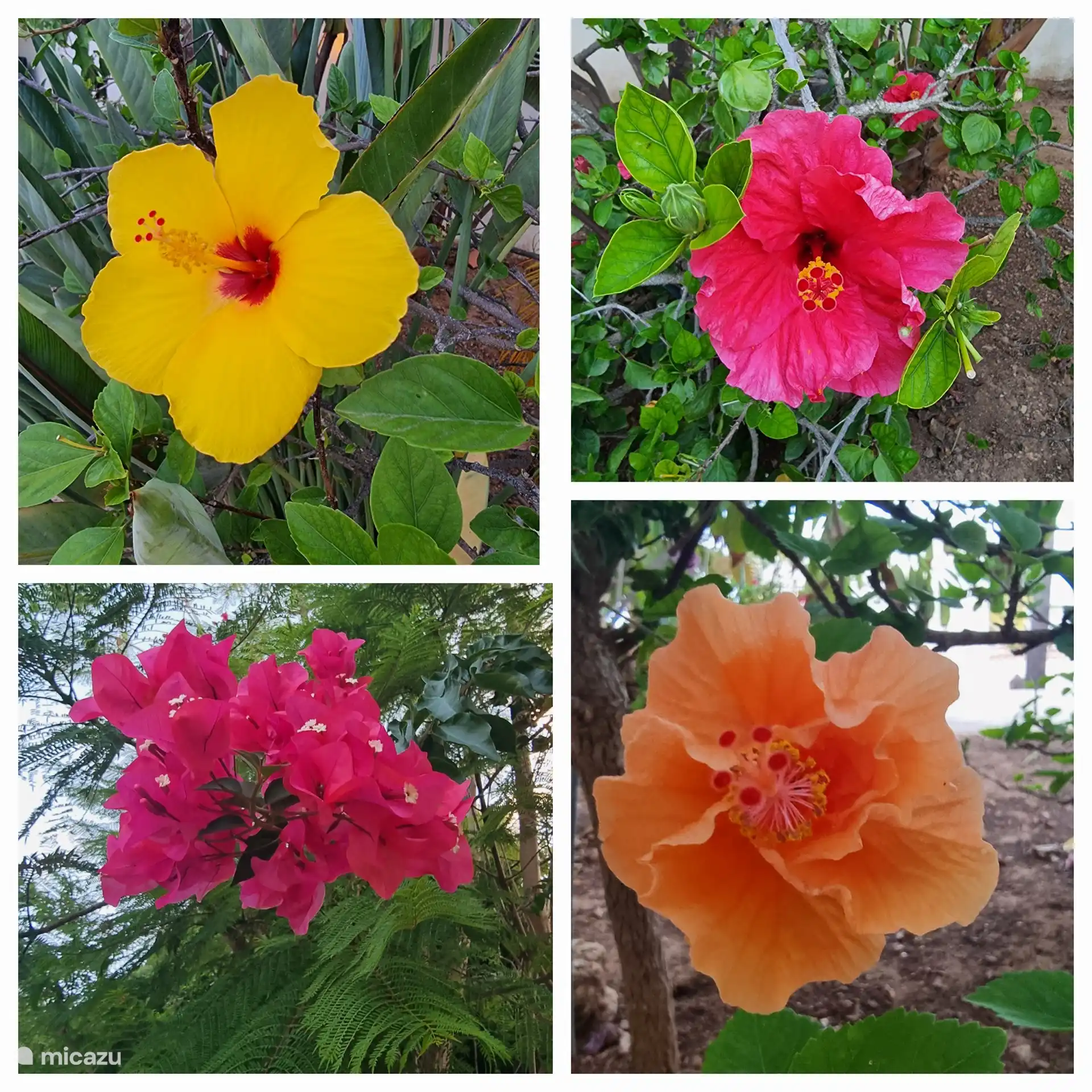 Splendeur florale dans notre jardin 