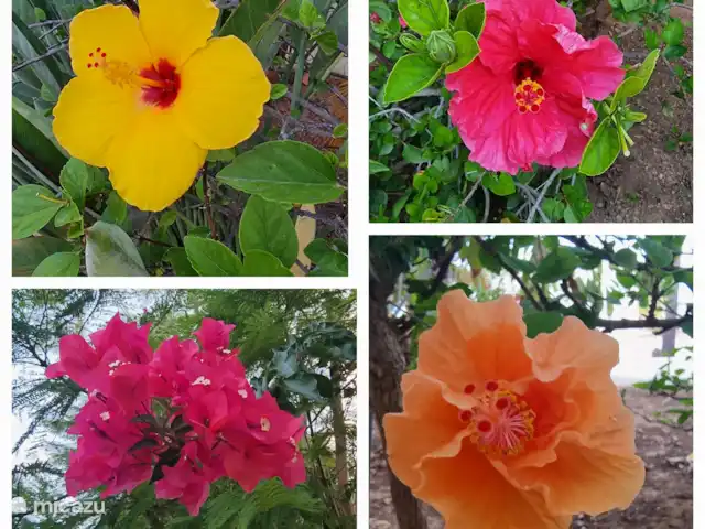 Casa Las tres Hijas huren in Spanje, Costa Blanca, Benissa - villa Bloemenpracht in onze tuin