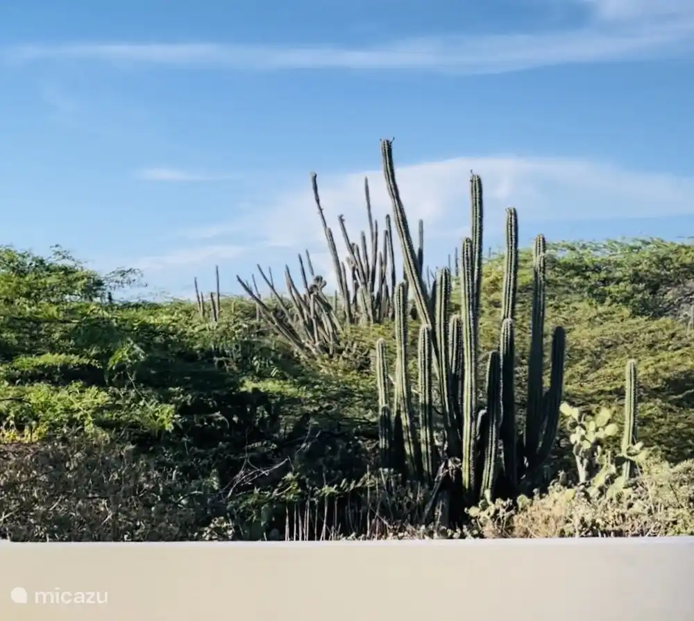 Blick von der Terrasse