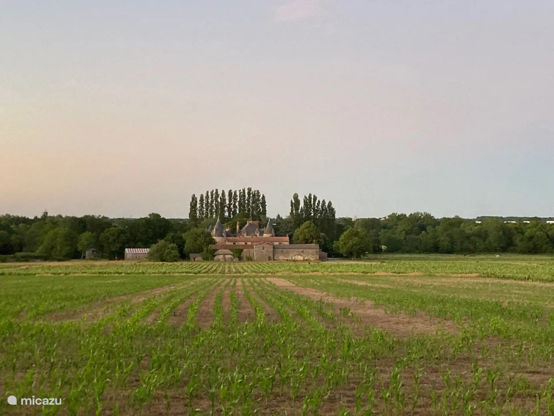 Die Weinberge in der Nähe des Schlosses
