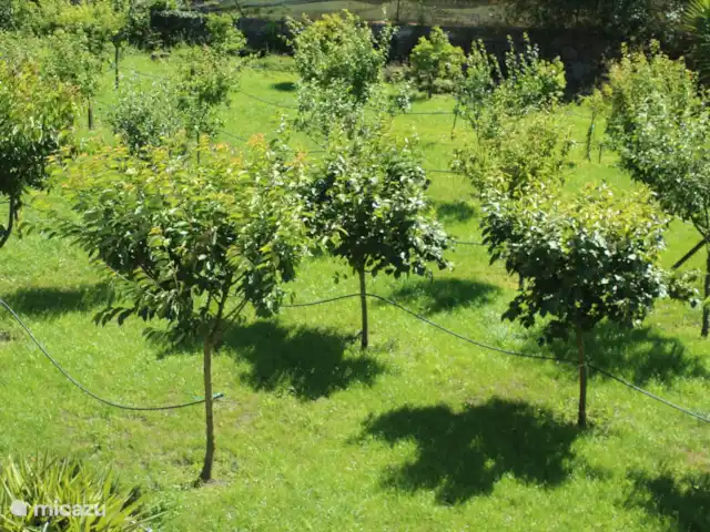 Location de Vacances Portugal, Braga, Barcelos, villa - Villa Pouilles Perspective