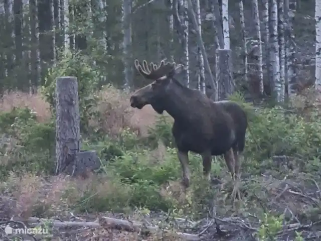 Älvsjö Anderssons en Suecia, Värmland, Lesjöfors - casa vacacional Cara a cara con un hermoso toro alce
