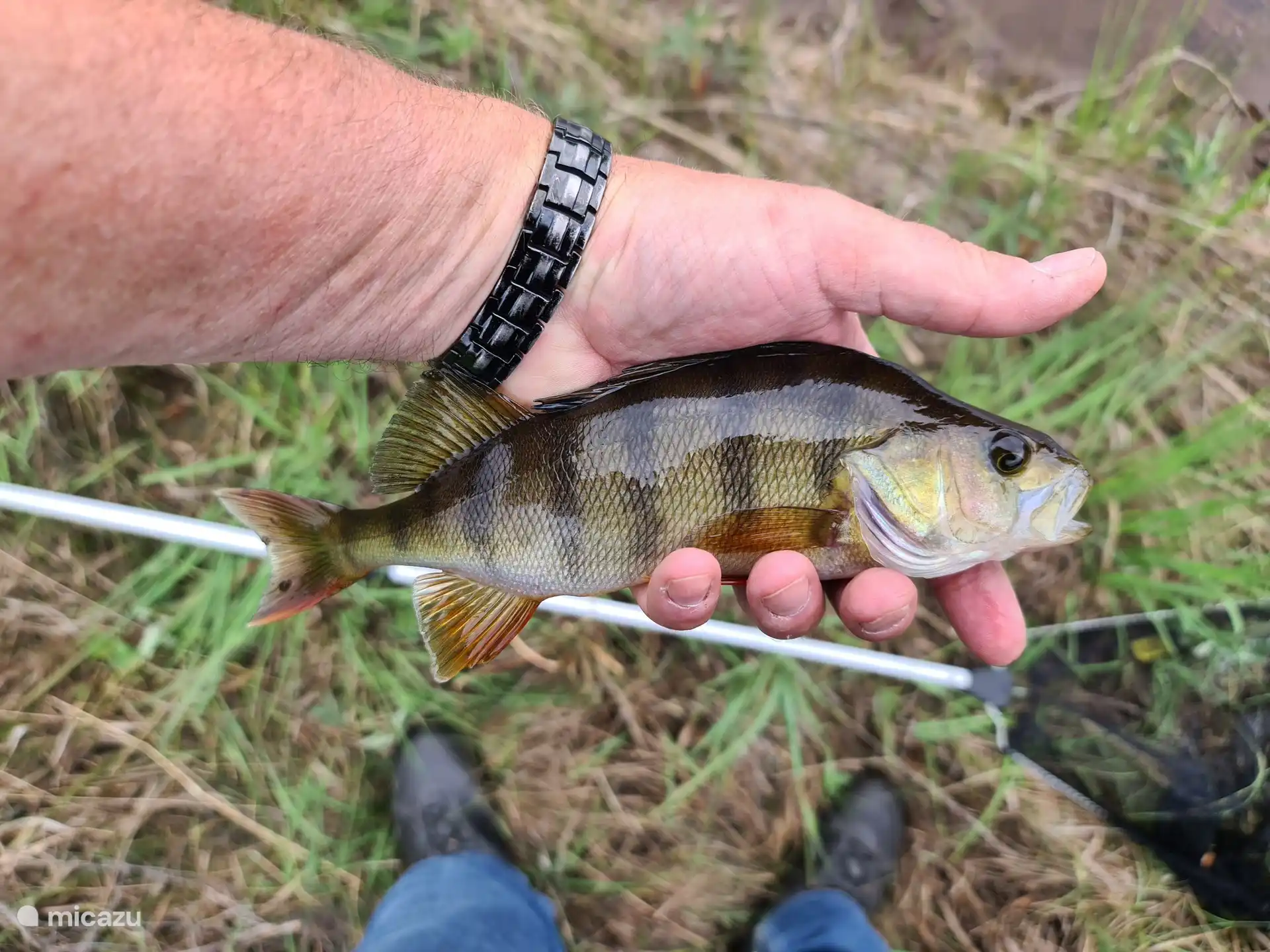 Ein schöner Bass, der mit einem Stecker gefangen wird