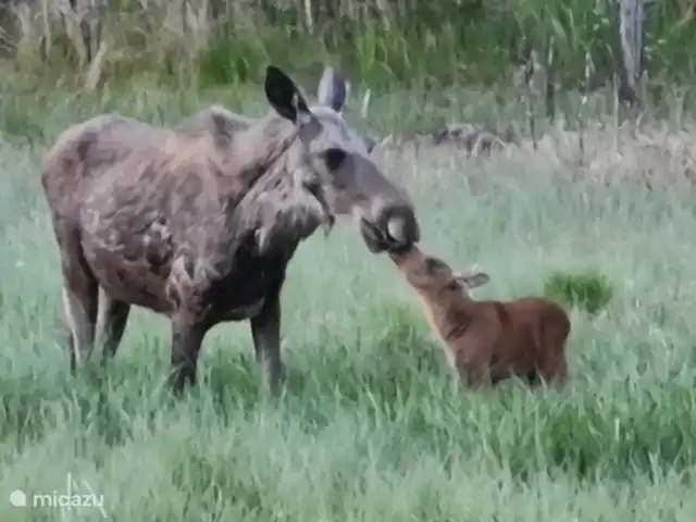Älvsjö Anderssons en Suecia, Värmland, Lesjöfors - casa vacacional Realice usted mismo un safari de alces por el bosque. Con un poco de suerte podrás ver esta escena.