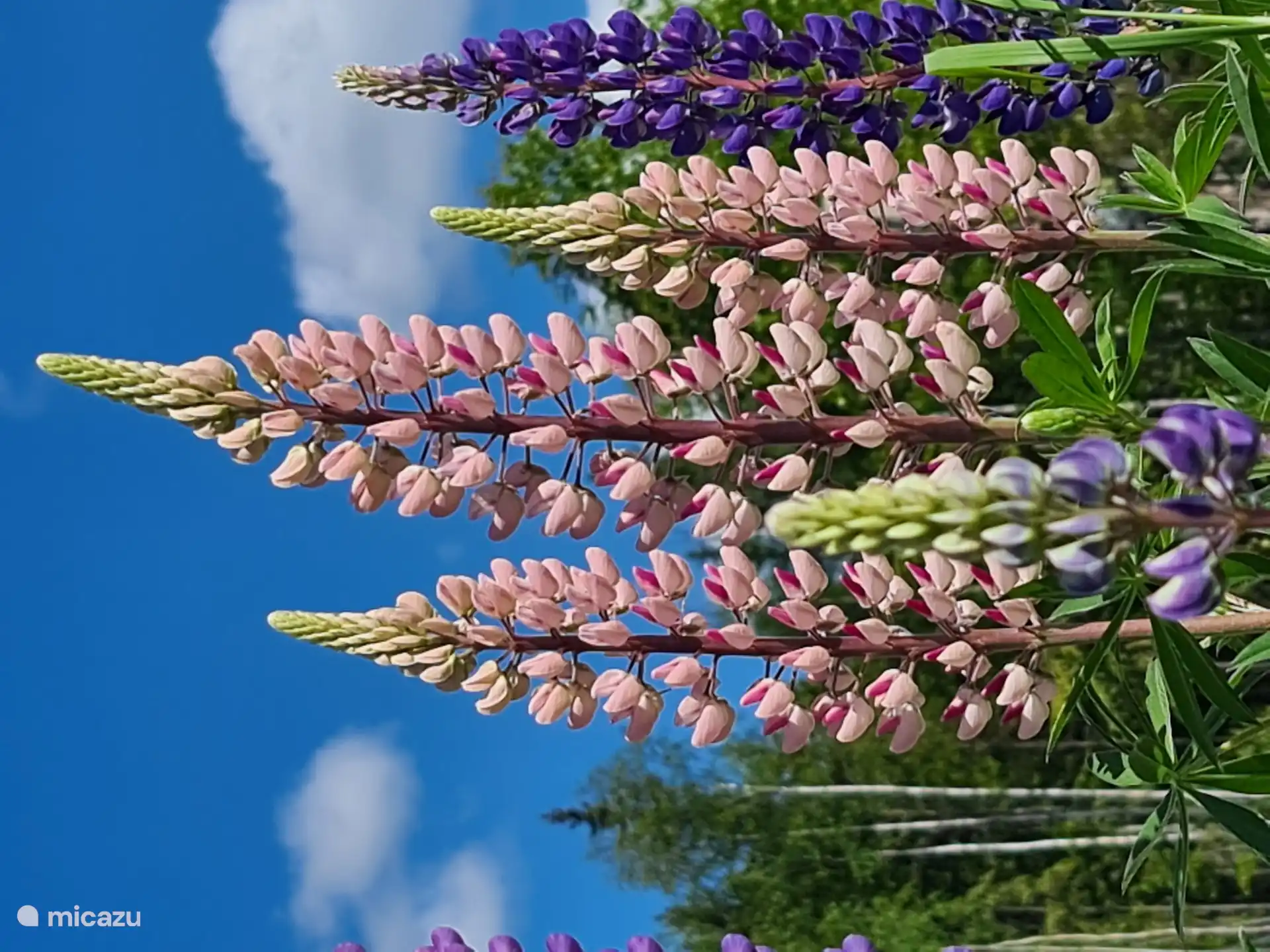 Im Juni sind die Straßenränder voller blühender Lupinen. 