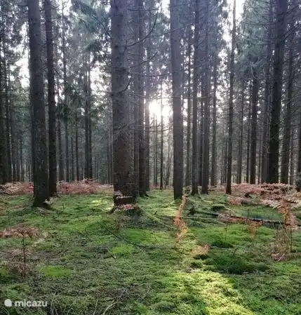 beaucoup de forêt