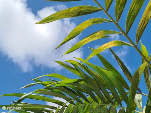 apartamento en Curazao, Curazao Centro, Jongbloed – Tortuga palmera