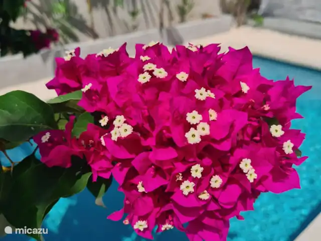 apartamento en Curazao, Curazao Centro, Jongbloed – Tortuga flor