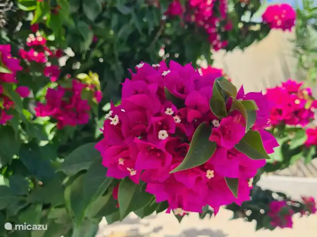 apartamento en Curazao, Curazao Centro, Jongbloed – Tortuga flor