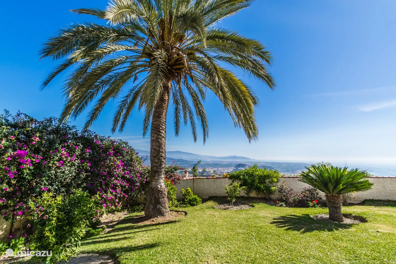 Tropische Palme im Garten