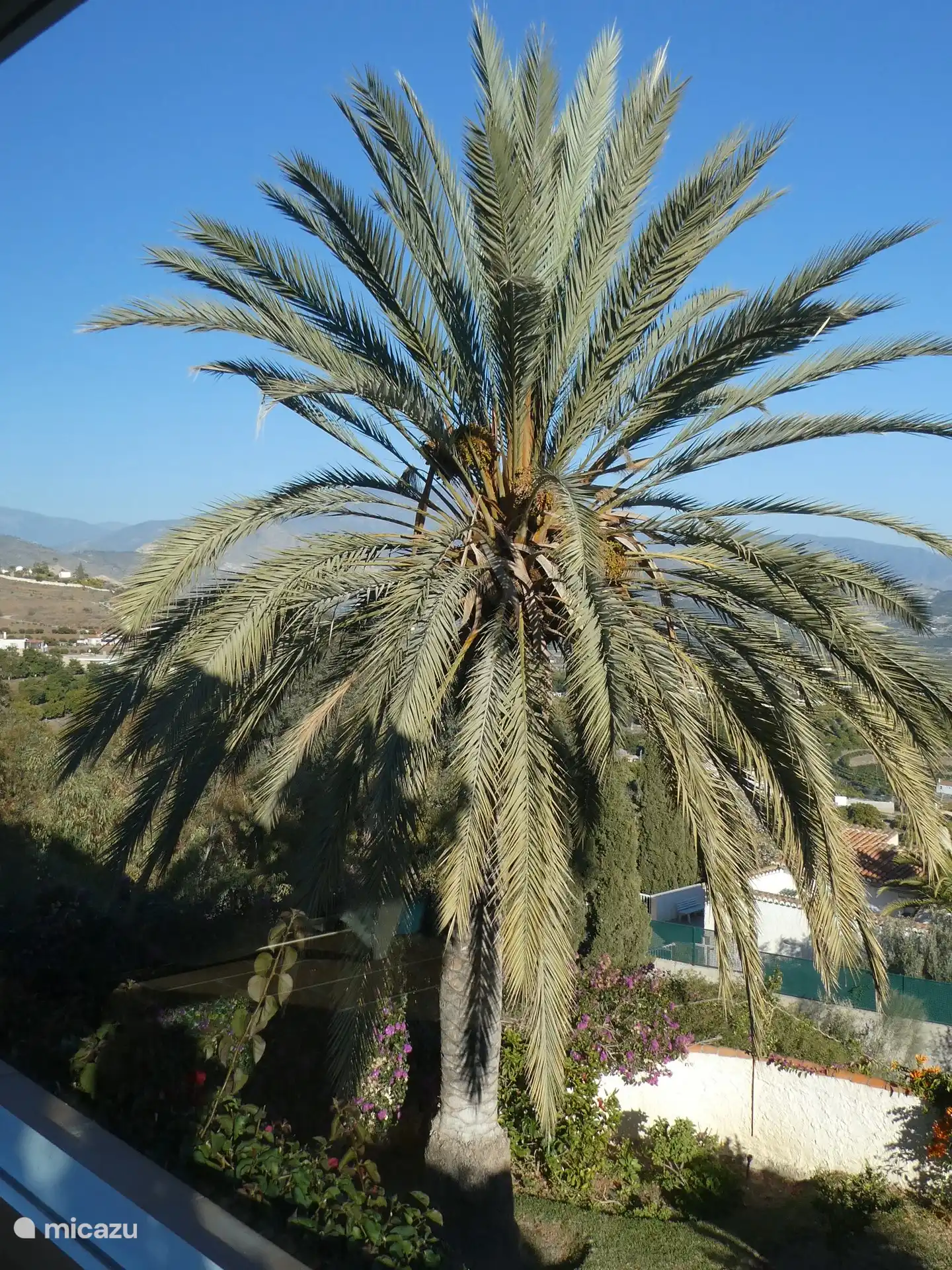 Palme an der Villa