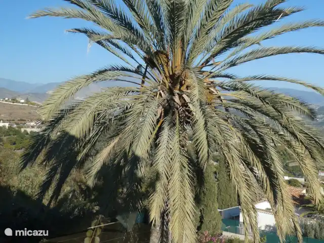 Villa Miranda | Espagne, Andalousie, Salobrena - villa Palmier à la villa