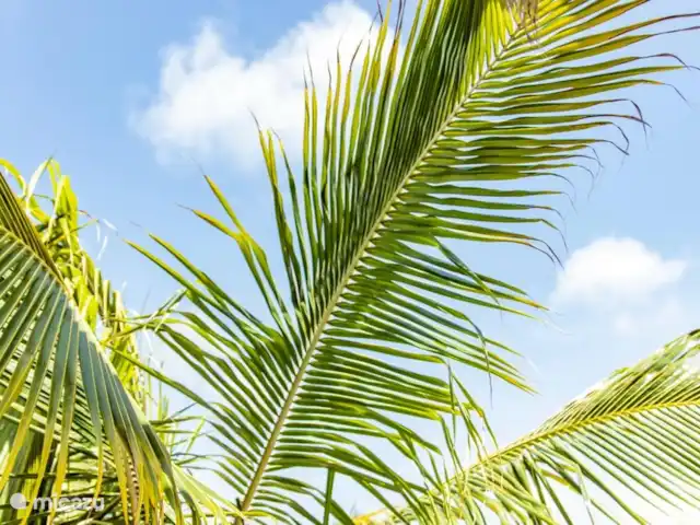 4BénédictionsCuraçao Villa 1 | Curaçao, Banda Ariba (est), Cas Grandi - maison mitoyenne