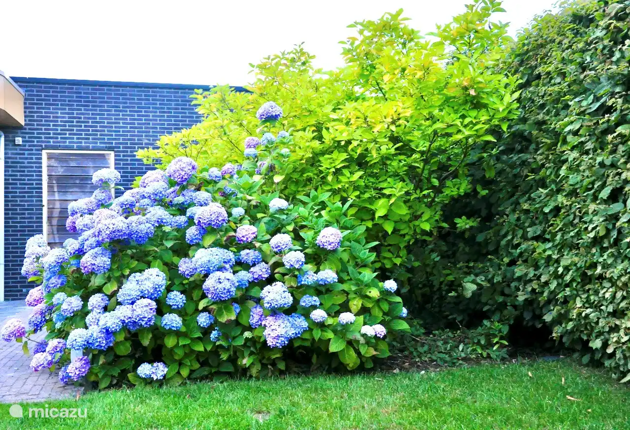 Gartenhortensie