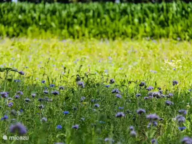 Jannahoeve huren in Nederland, Overijssel, Denekamp - boerderij Wilde bloemen