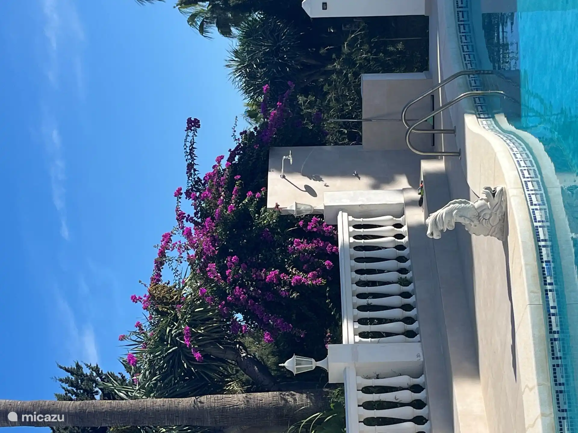 Wunderschön blühende Bougainvillea im Dezember.